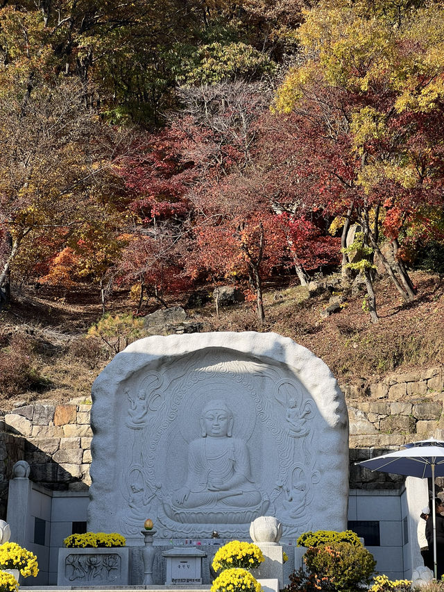 양평 터줏대감 1100살 된 은행나무💛