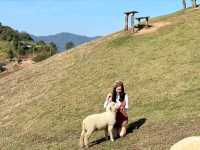 อาข่า ฟาร์มวิลล์ (Akha FarmVille)