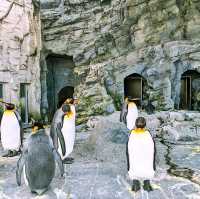 旭川景點｜亞洲觀賞極地動物最近的動物園—旭川動物園