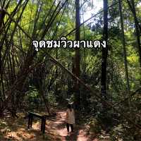 เดินป่าระยะสั้นไปยังจุดชมวิวผาแดง