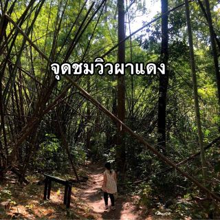 เดินป่าระยะสั้นไปยังจุดชมวิวผาแดง