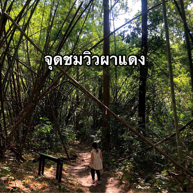 เดินป่าระยะสั้นไปยังจุดชมวิวผาแดง