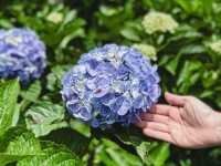 💐 คาเฟ่ดอกไฮเด็นเยียร์บนดอยอินทนนท์
