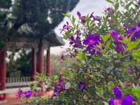 台北賞花好去處🌸 陽明山花鐘🌼