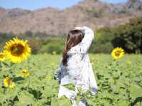 รีวิว ทุ่งทานตะวันที่เขาจีนแล จังหวัดลพบุรี 🌻