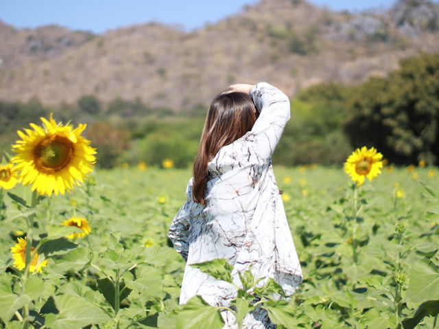 รีวิว ทุ่งทานตะวันที่เขาจีนแล จังหวัดลพบุรี 🌻