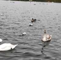 Golden Moments: Autumn in Hyde Park