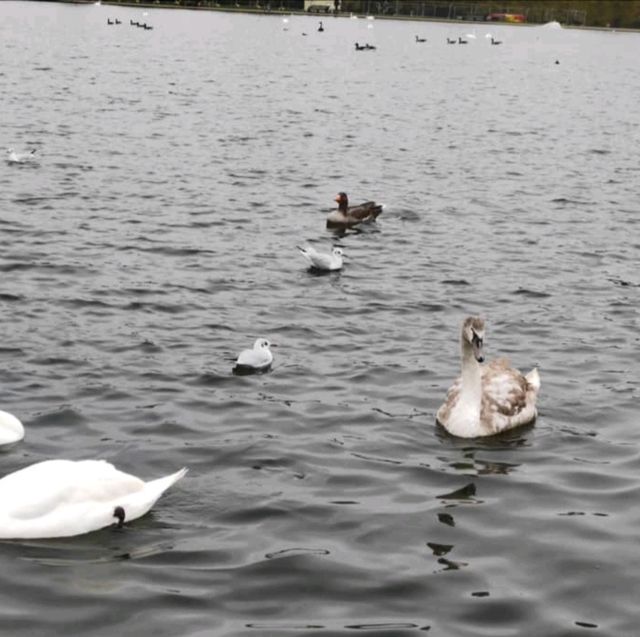 Golden Moments: Autumn in Hyde Park