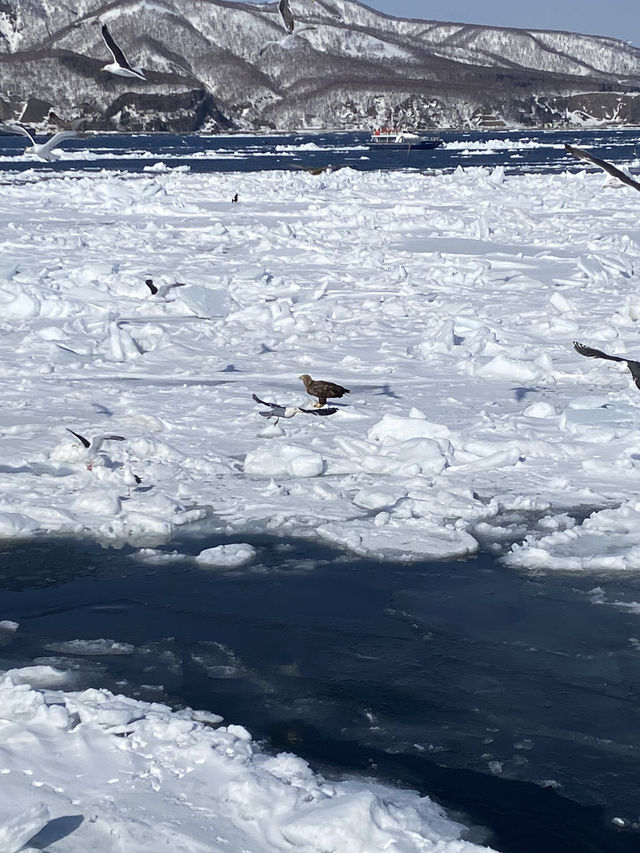 【北海道】オオワシとオジロワシと羅臼の流氷