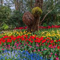 Taiziwan Park - The best place for Tulips in Hangzhou