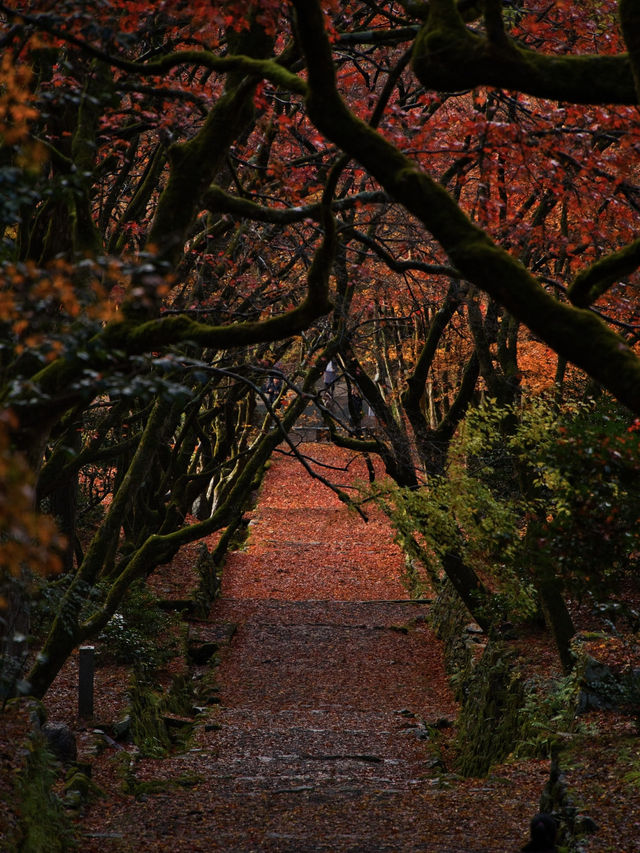 【紅葉特集】静かな境内を赤く染める紅葉絶景🍁なんと今年は○○✨車がなくても行ける🚍