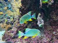 Dive into the Wonders of S.E.A. Aquarium @ Sentosa