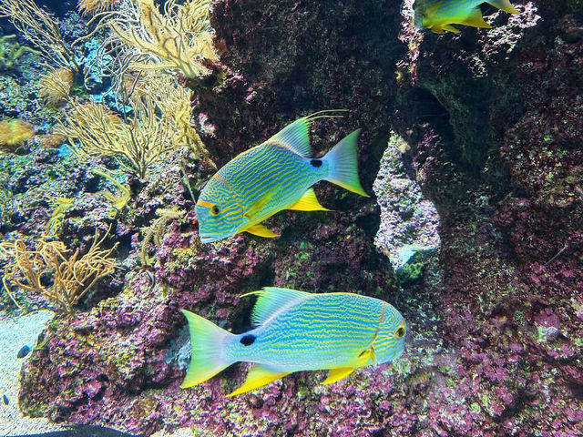 Dive into the Wonders of S.E.A. Aquarium @ Sentosa