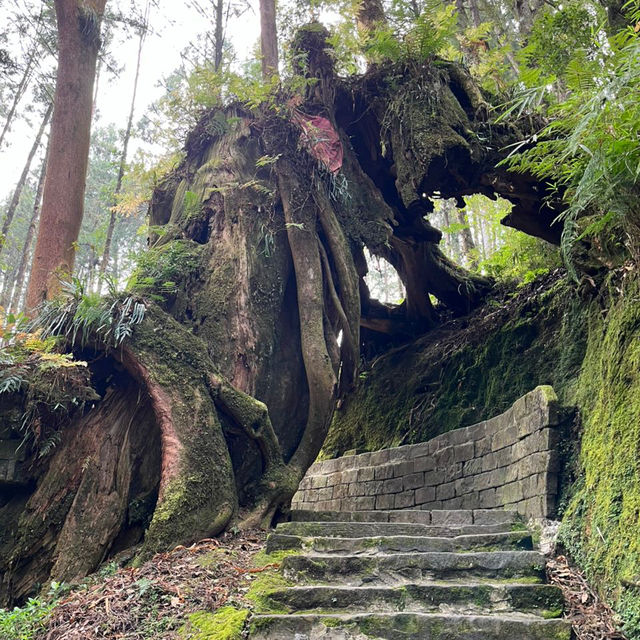 Explore the magical Alishan, Taiwan