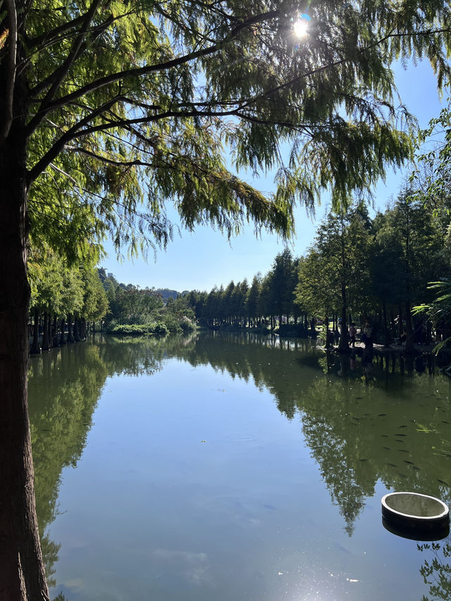 ［桃園旅遊］桃園小秘境-山豬湖生態親水園區🌿🍃🍁🍂