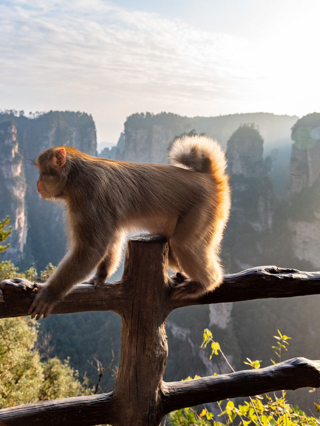 “Monkey”ing around in Zhangjiajie