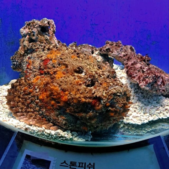 @ THE LOTTE WORLD AQUARIUM.
