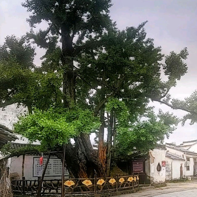 以風水佈局的水口林園第一村：唐模景區
