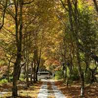 Discover the beauty of Wuling Farm in Taiwan