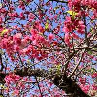 【沖縄本島・北部】名護城跡公園の桜🌸