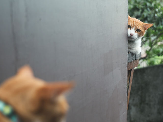 瑞芳猴硐貓村🐱台灣最可愛的貓貓都在這裡了吧！