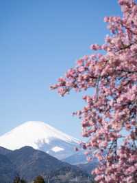 春を先取り🌸まつだ桜まつりで絶景のお花見 