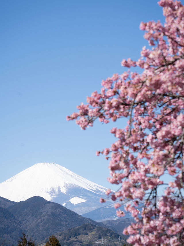 春を先取り🌸まつだ桜まつりで絶景のお花見 