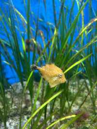 【鹿児島】 いおワールドかごしま水族館🦭
