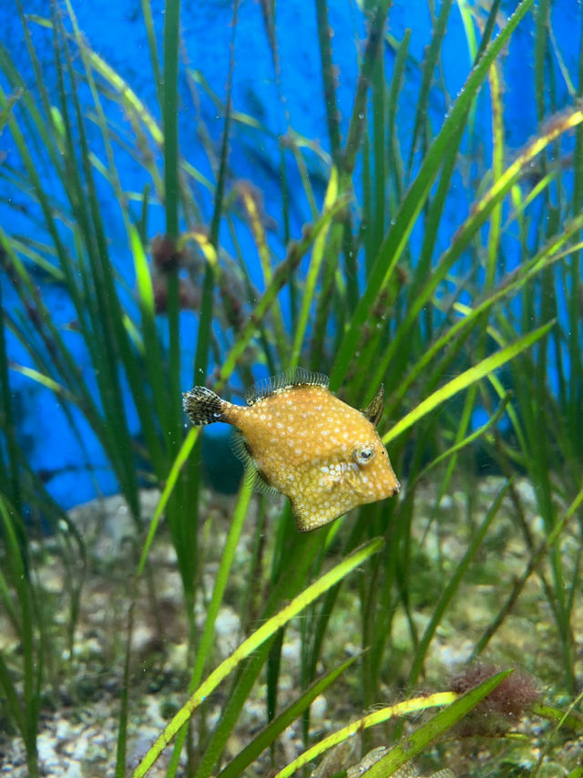 【鹿児島】 いおワールドかごしま水族館🦭