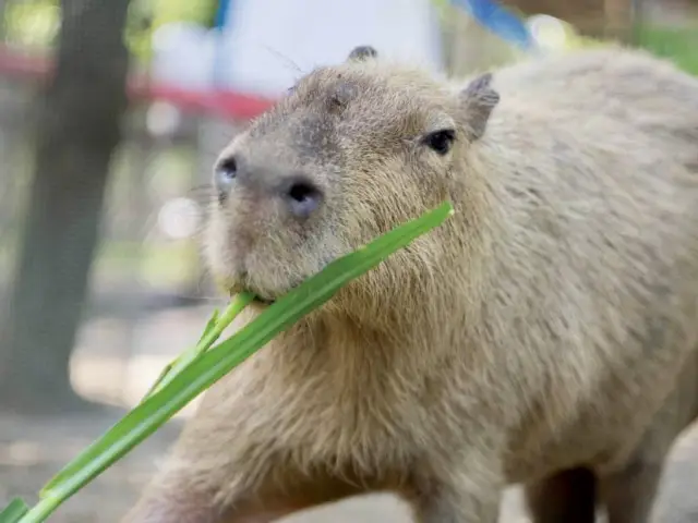 台南頑皮世界動物園｜可愛水豚 沙漠狐狸 長頸鹿