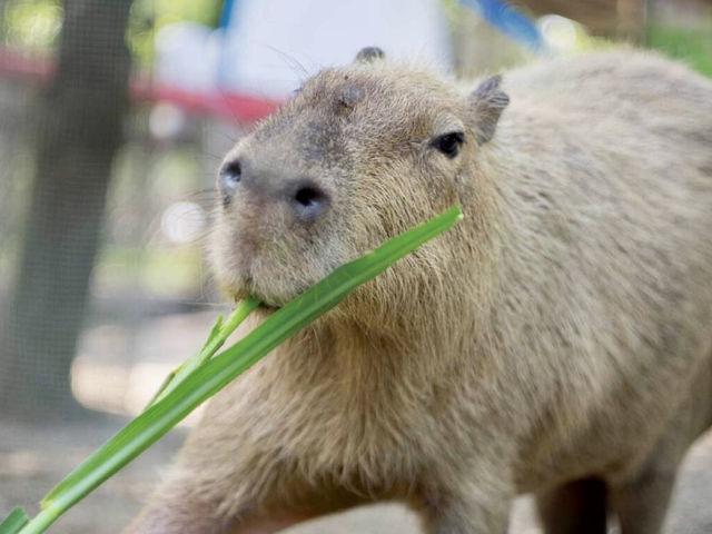台南頑皮世界動物園｜可愛水豚 沙漠狐狸 長頸鹿