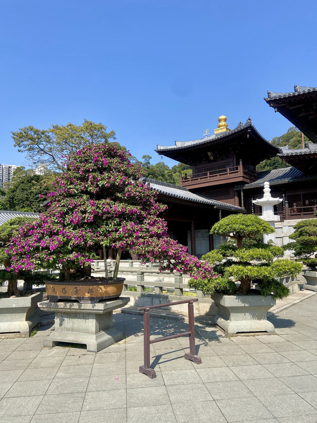 🌺🌼如世外桃源般的「志蓮淨苑」🪷🤩
