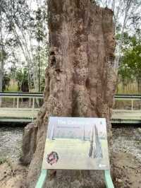 Nature’s Playground: A Memorable Visit to Litchfield National Park