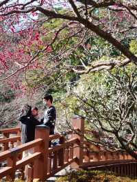 【伊豆×初春の旅】日本で最も早咲きと言われる梅園