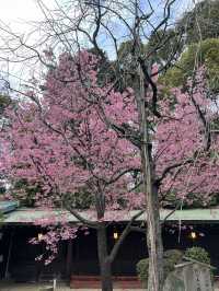 東京神社遊記：代代木八幡宮！