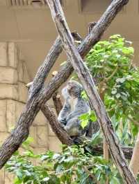 東山動物植物園-紅葉與動物構成和諧，而且美麗的景色