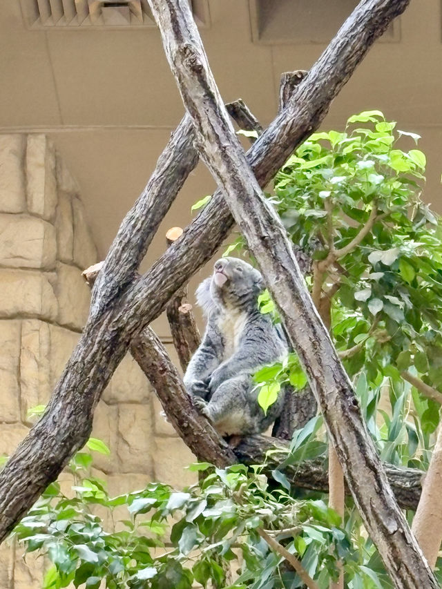 東山動物植物園-紅葉與動物構成和諧，而且美麗的景色