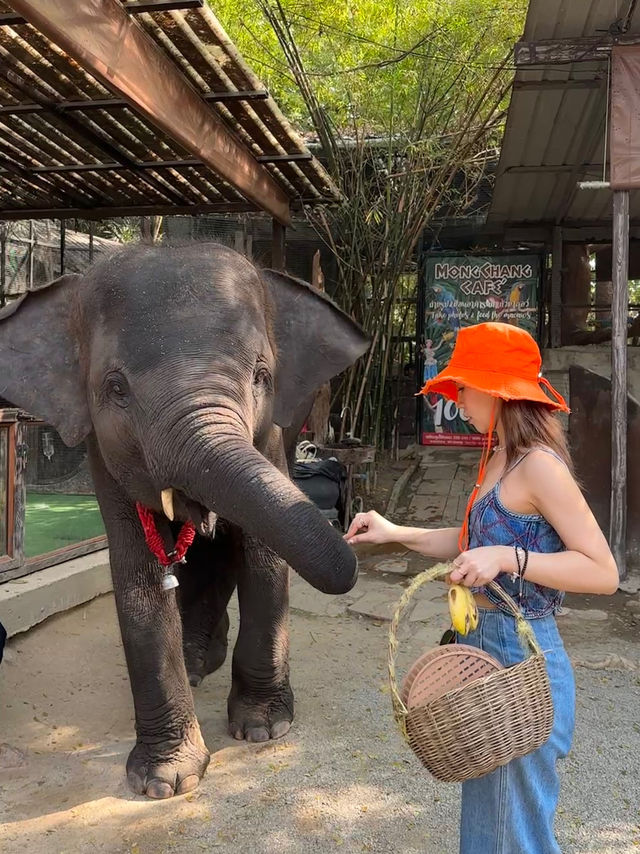 Pattaya （親子旅遊適用）🇹🇭 MongChang Cafe🐘