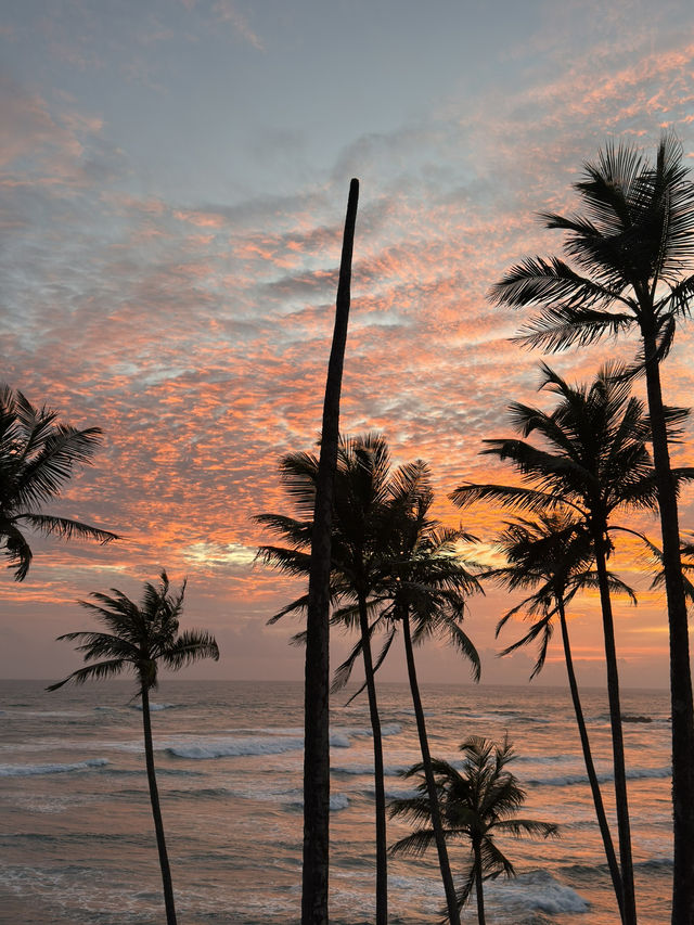 スリランカ🇱🇰息を呑む夕焼けcoconut tree hill