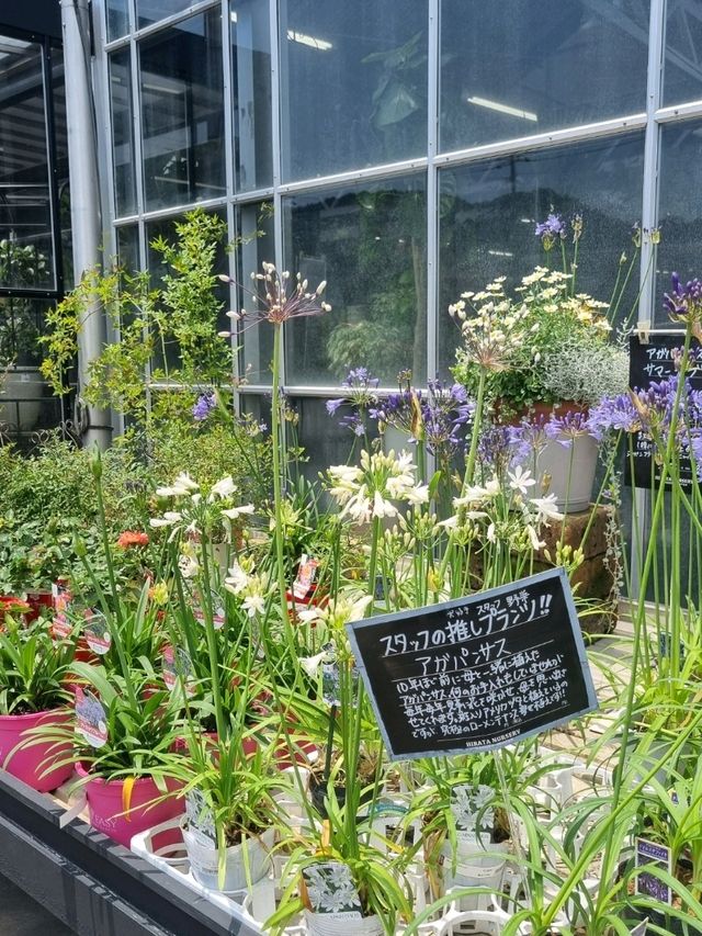 알록달록한 꽃들이 가득! 후쿠오카 신구 꽃집💐
