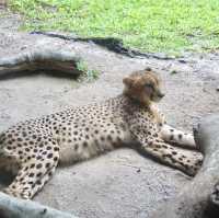 A Safari in the City: Majestic Creatures and Lush Landscapes at Singapore Zoo