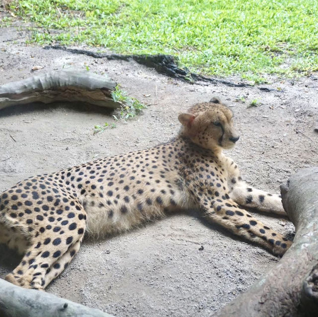 A Safari in the City: Majestic Creatures and Lush Landscapes at Singapore Zoo