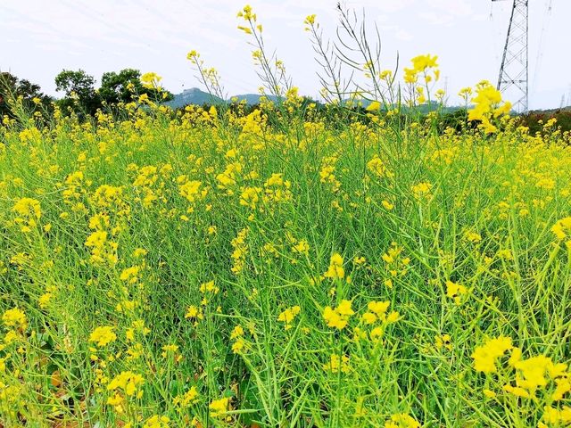 陌上花園浪漫花海