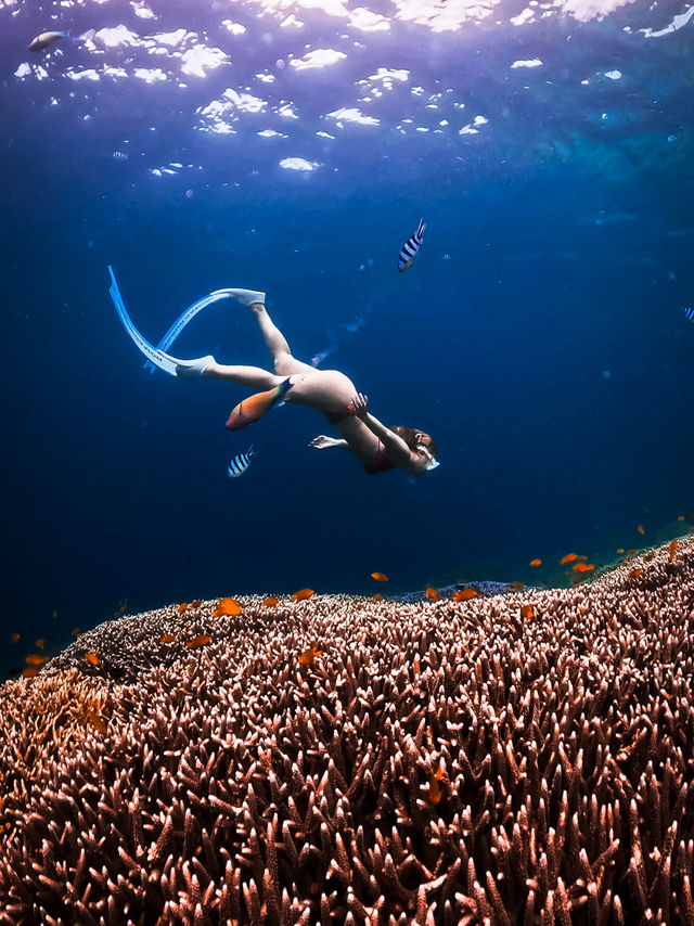 🇮🇩 길리 스노클링 포인트 총정리🐠✨