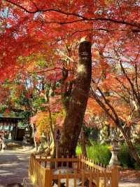 紅葉が美しいおすすめスポット