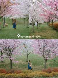 จุดชมซากุระHakodate