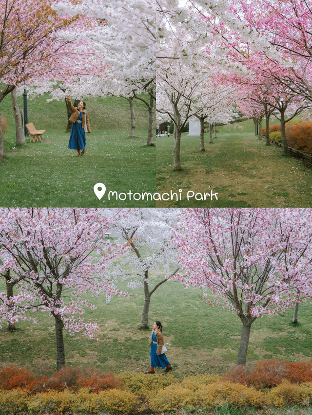 จุดชมซากุระHakodate