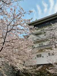 日本福岡｜最早開跑的櫻花季你準備好了嗎？