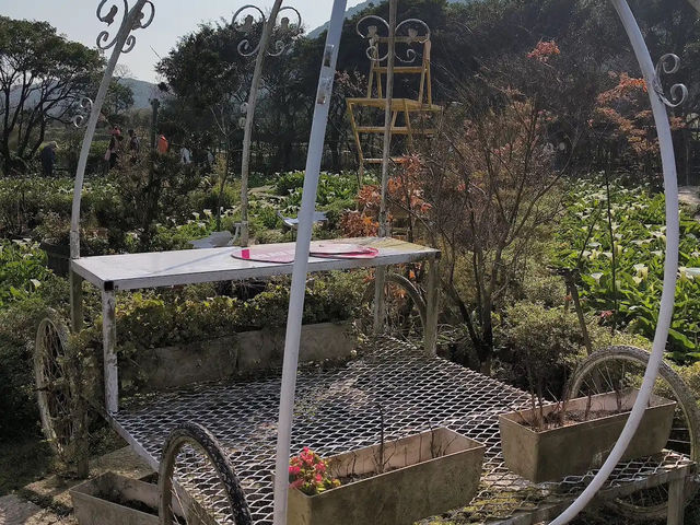 竹子湖✨夢幻花海與清新自然的絕美之地 🌸🏞️