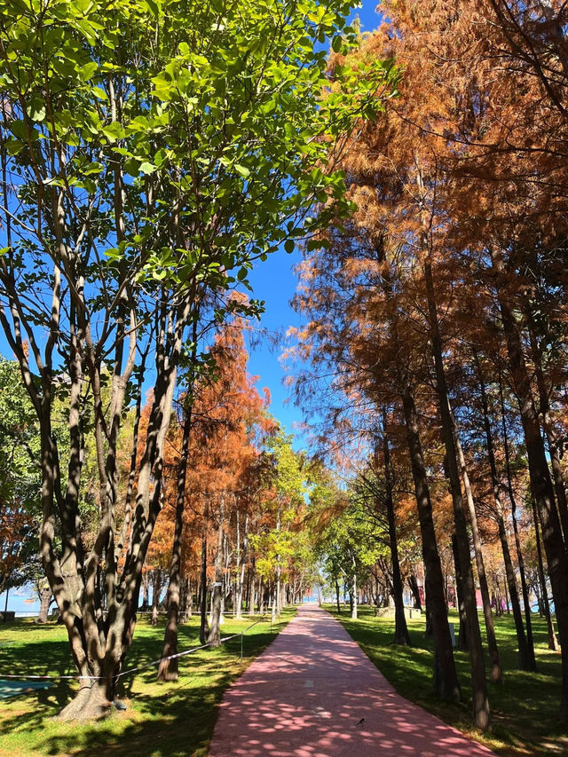 冬日里的大理海舌公園，簡直是人生理想般的美好 ❤️